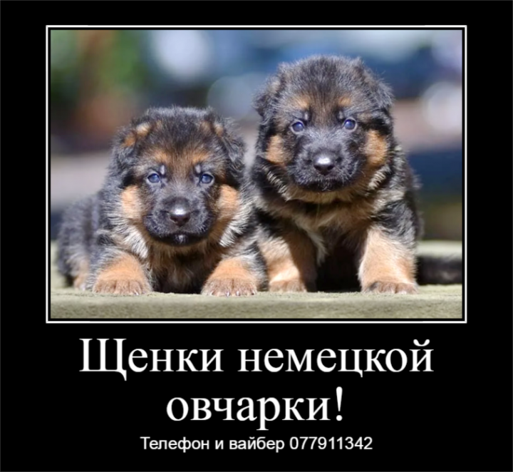 Замечательные щенки немецкой овчарки с документами!
